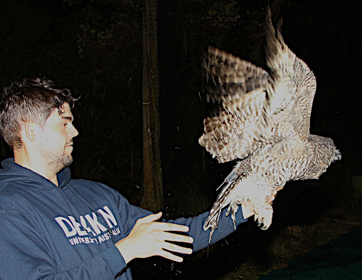 Woo Hoooooo! Off heads another powerful owl carrying a GPS tracker. Where will she go? Time will tell. The data will be critical in helping local government plan around her need for habitat.