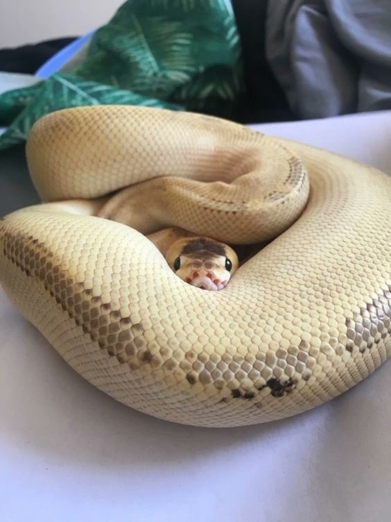 Pet python