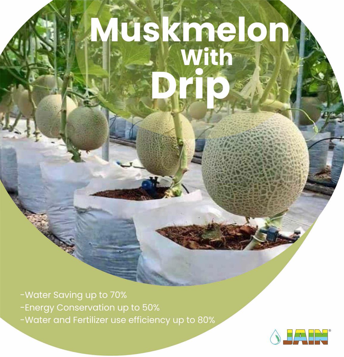Make your #Muskmelon🍈farming more sweeter, yieldable &amp; thriving with #JainTurboExcel Driplines &amp; Low Tunnel farming by #JainIrrigation achieving #BetterYieldGreaterProfit ⬆️🌱

Adopt #JainTechnology TODAY for a Sweeter TOMORROW ✅

#Irrigation #PrecisionFarming #AgTech #JISL