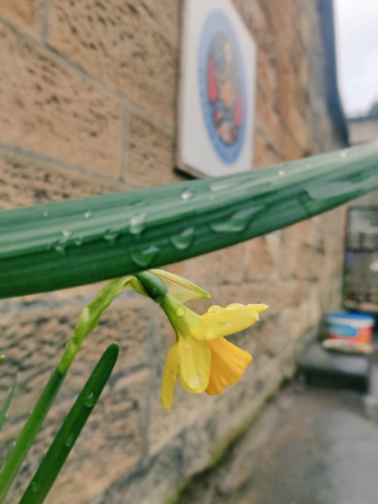 Daffodils appearing <a href="/FriendsofGRI/">Friends of Glasgow Royal Infirmary</a> 😍🐝