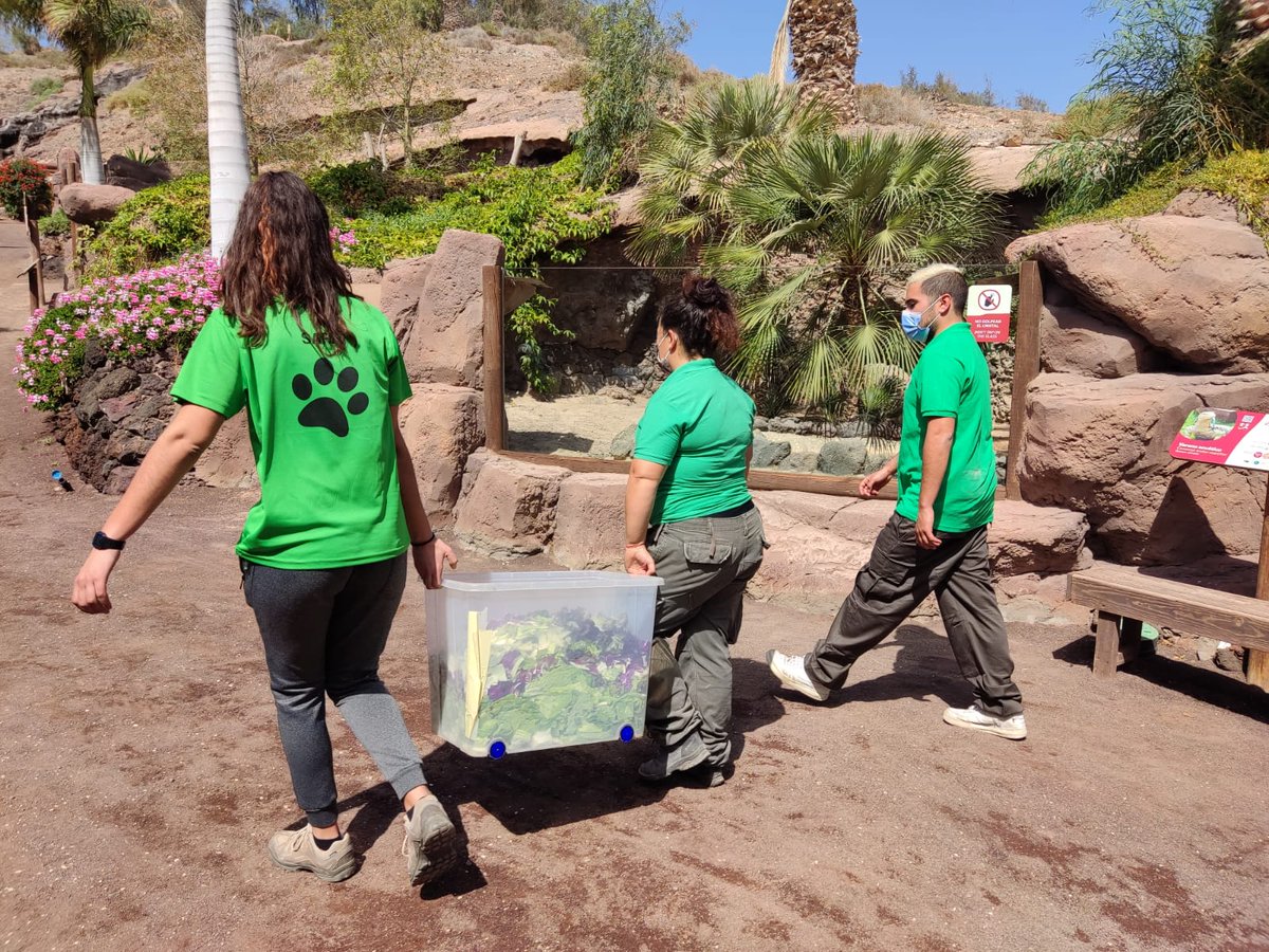 MasterDGrupo's tweet photo. Preparando bandejas de #psitacidas y dando de comer a #tortugas @OasisWildlife 
#animalkeepercamp2022 #oasiswildlifefuerteventura #masterd #cuidadoresdebiodiversidad https://t.co/pl1Q9LzK5b