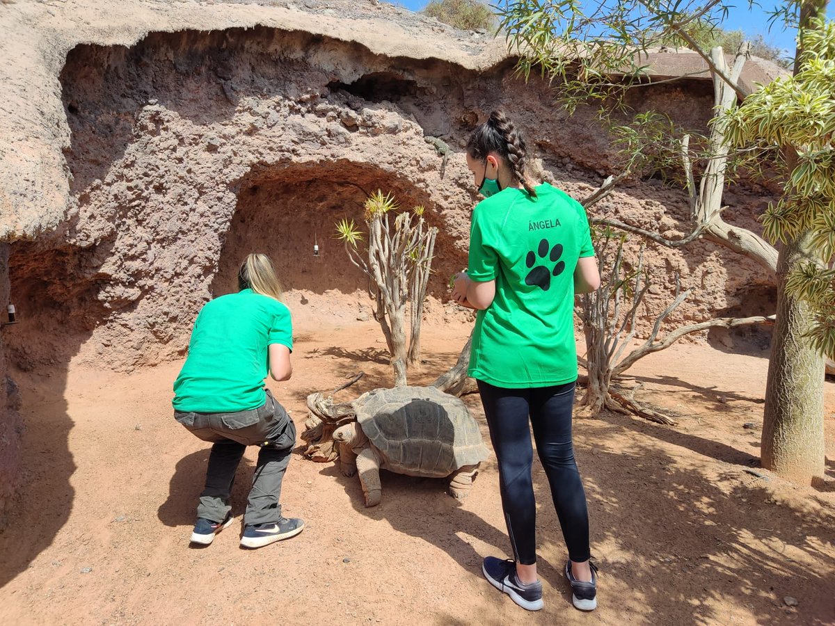 MasterDGrupo's tweet photo. Preparando bandejas de #psitacidas y dando de comer a #tortugas @OasisWildlife 
#animalkeepercamp2022 #oasiswildlifefuerteventura #masterd #cuidadoresdebiodiversidad https://t.co/pl1Q9LzK5b