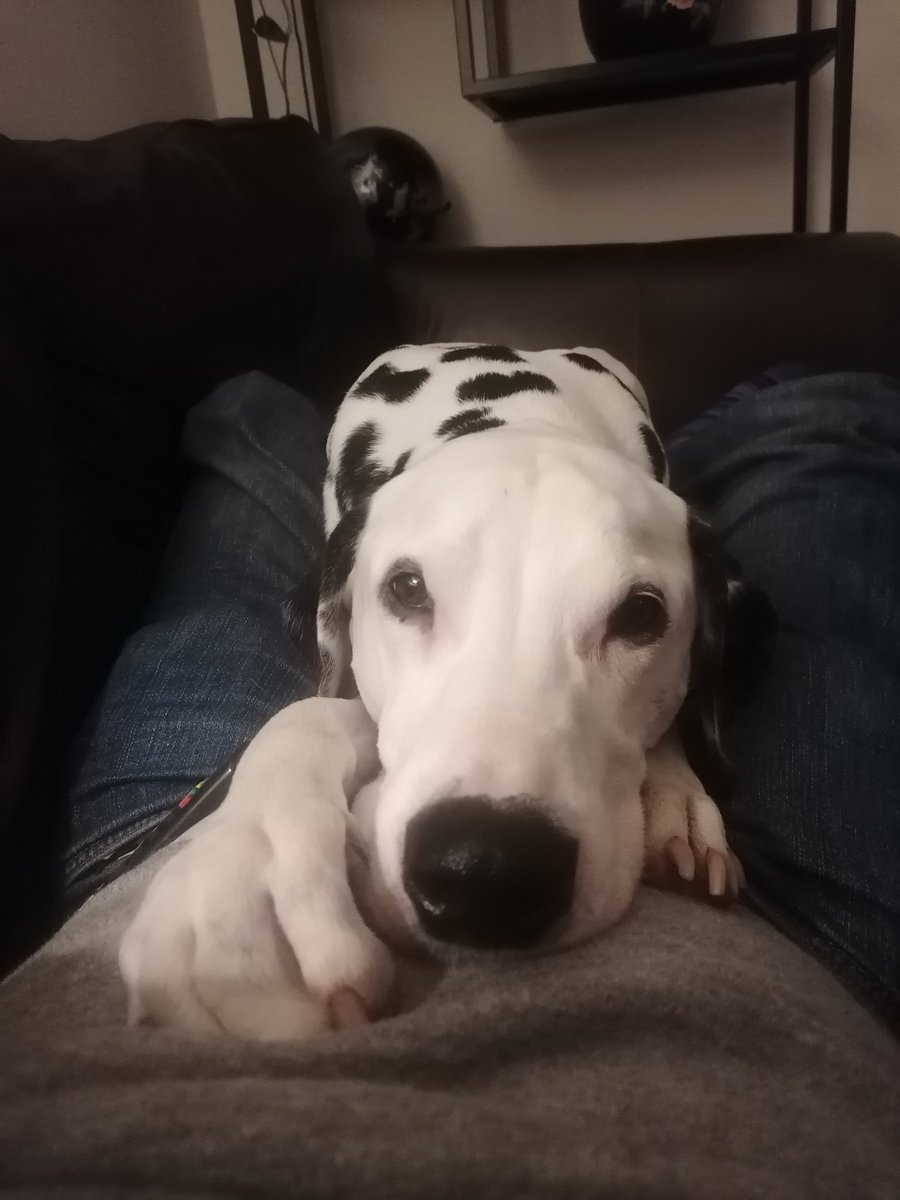 SkewSmug's tweet photo. Took Obi to the vet this morning. They kept him in for surgery. He hasn't come through it.
RIP mate. https://t.co/CtHuCciONQ