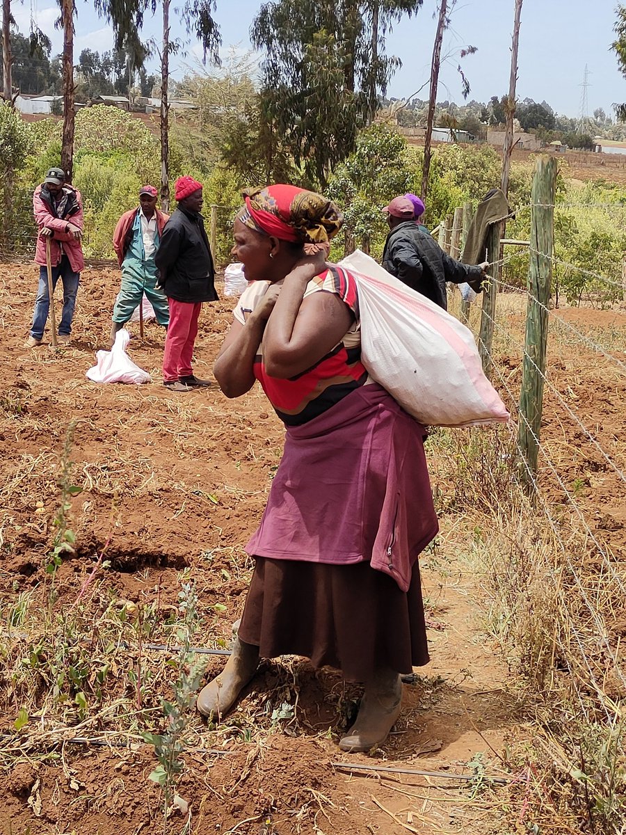 Potato farmers in Timau Meru county show resilience, the harvest today is way below their expectation due to failed rains last season, they're optimistic about the next season <a href="/Syngenta/">Syngenta</a>FDN <a href="/HumanPracticeFo/">Human Practice</a> @Syngenta