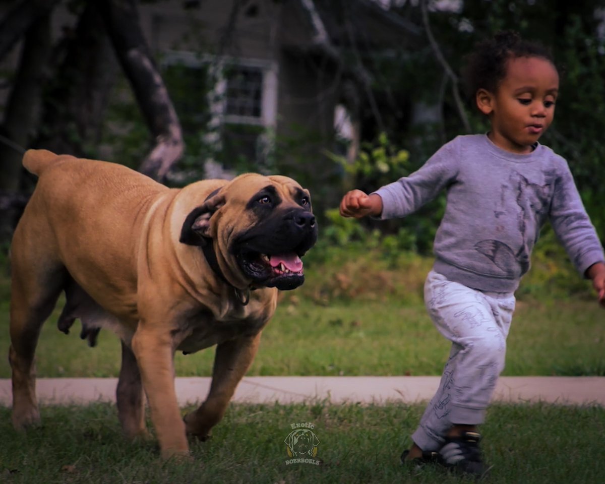 Quality time is spending your day off with your loved ones✅✅. When I say loved ones, that's FAMILY. And our dogs will always be part of it. They're my constants. ❤💯

Youtube👉youtube.com/c/ExoticBoerbo…

#dogsofinstagram #boerboellife #bully #boerboelsofinstagram