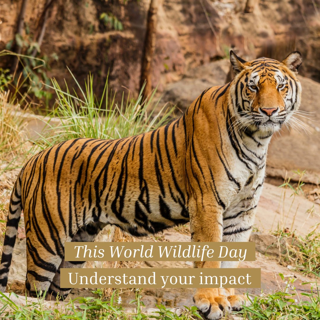 Urbanization and unchecked farming has taken its toll. 
Tigers and hundreds of other indigenous species lose their habitats to human activity. 
It's our responsibility to work with our planet, not against her. 
Go organic, choose sustainability. 🌍
#WorldWildlifeDay #conservation