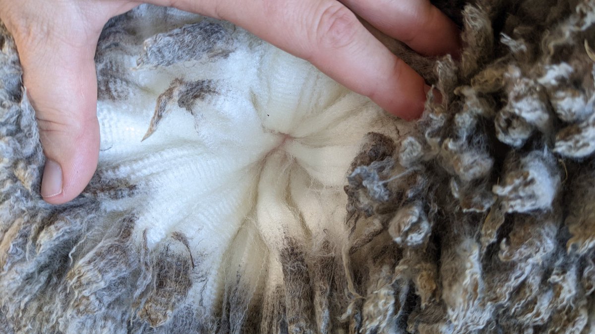 deep_dene_KI's tweet photo. Deep Dene Sire 18-0020 5 months wool growth. 

Out of Hazeldean's 'Hugh'.

Representing us at the Balmoral Sire Evaluation for 2022!!!

#raisedongrass #commercialconditions #MerinoSA #merino #wool #nofilterneeded #kangarooisland #deepdeneappreciationposts #employeeoftheweek https://t.co/MpmJ2qL6aM