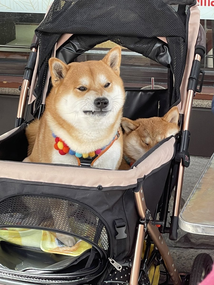 JimmyLe60837072's tweet photo. @AltcoinDailyio Awrrrrr I’ll bite you https://t.co/SenJvp8ke5