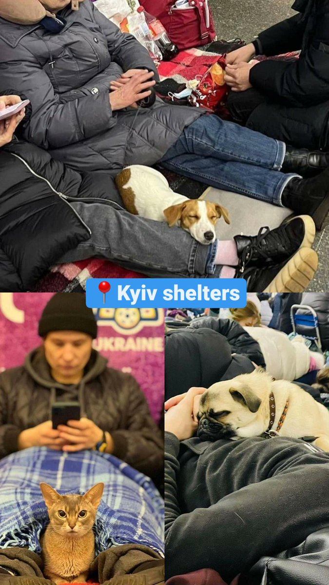 We never abandon our friends. While our pets are forced to hide in Kyiv metro, 🇷🇺 shell hit an Animal shelter in Kyiv region. Rescuers could not find a way to put out the fire due to the shelling. 📍Kyiv