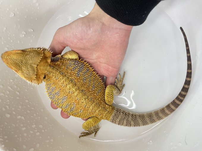 かねだい伊勢原店 総合編 犬 猫 小動物入荷速報 Sale告知など さん の最近のツイート 8 Whotwi グラフィカルtwitter分析
