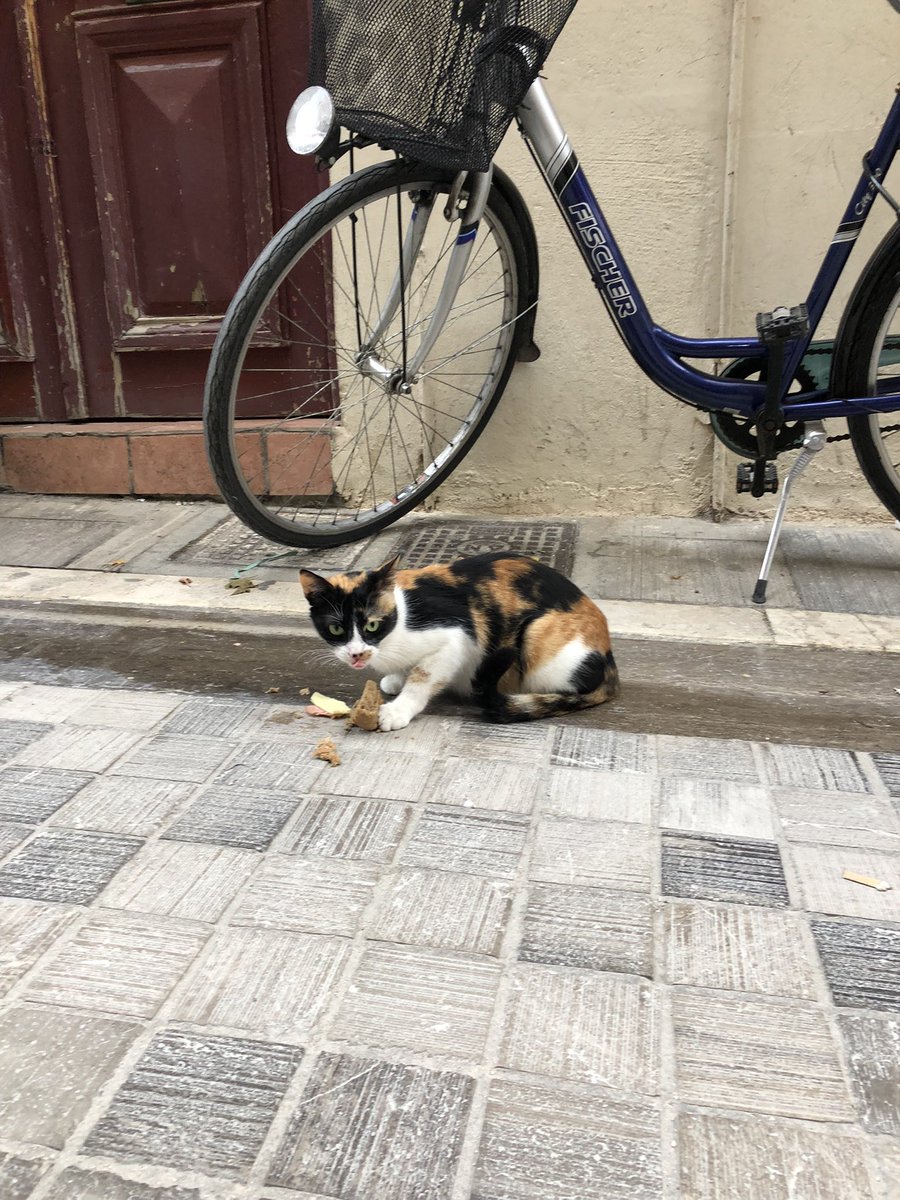 David Paperno tweet media