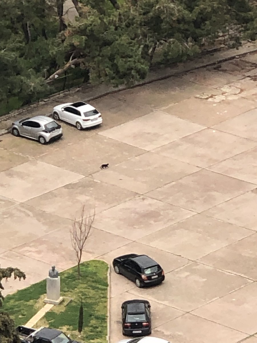 David Paperno tweet media