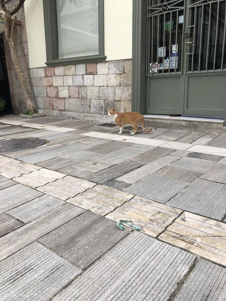 David Paperno tweet media