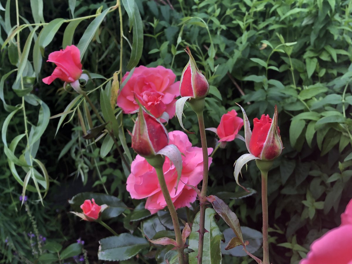 AngiGardening's tweet photo. Looking  back to late July 2021☮️#RoseWednesday #Flowers #Gardening #GardeningTwitter #mygarden #flowerphotogrphy https://t.co/JIJksKo4Ci
