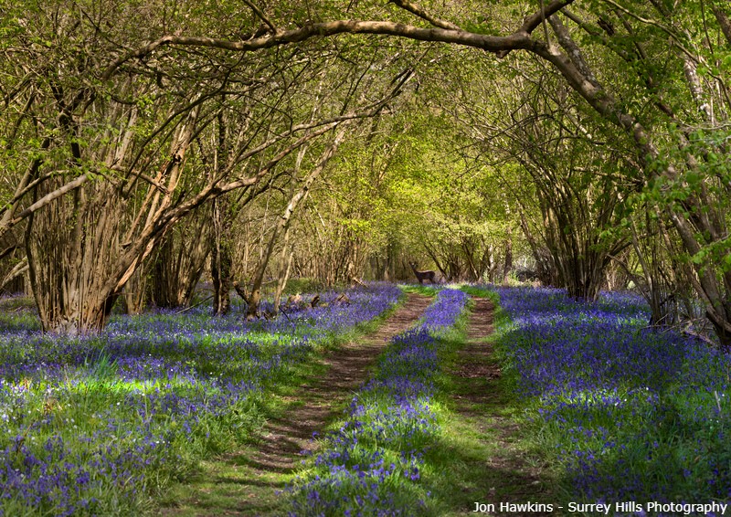 #30DaysWild from The Wildlife Trusts tweet media