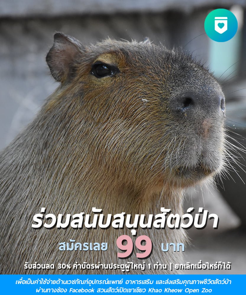 KhaokheowZoo's tweet photo. เชิญชวนร่วมสนับสนุนสัตว์ป่า
เพียงเดือนละ 99 บาท สามารถยกเลิกเมื่อไหร่ก็ได้

สิทธิพิเศษสำหรับผู้สนับสนุน
- รับส่วนลด 30% (บัตรผ่านประตูผู้ใหญ่ 1ท่าน)
รายได้ทั้งจะค่าใช้จ่ายด้านเวชภัณฑ์อุปกรณ์แพทย์ อาหารเสริม และส่งเสริมคุณภาพชีวิตสัตว์ป่า https://t.co/bllbMp2FF4