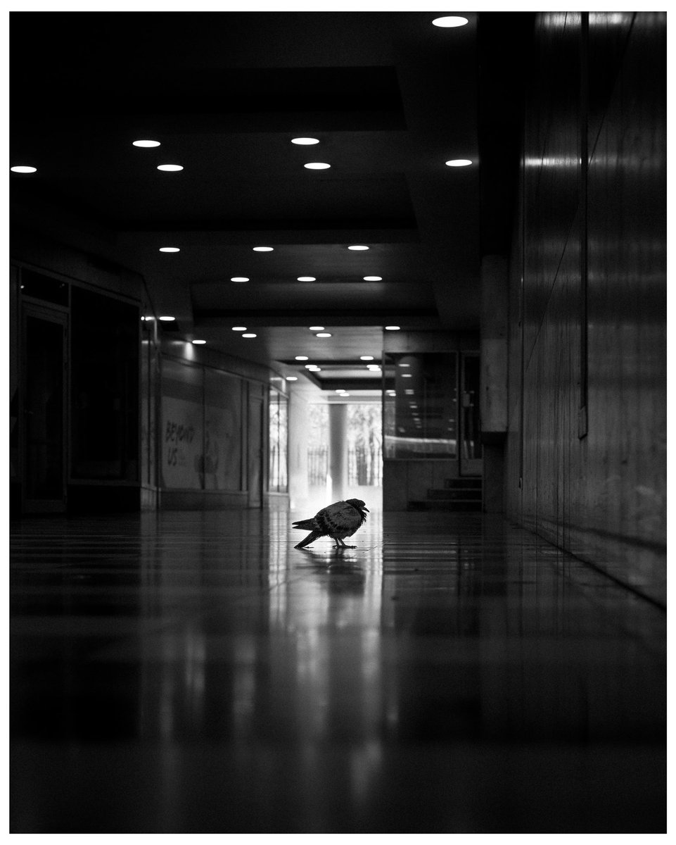 HellstenPhoto's tweet image. Malmö, 2022