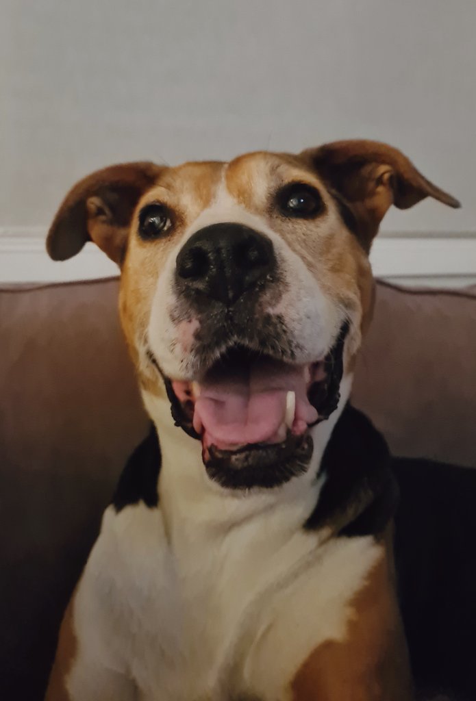 Bunny_Boo_B00's tweet photo. I just wanted to show off my baby

#dog #doggo #bullarab #love https://t.co/M12EFeQH38
