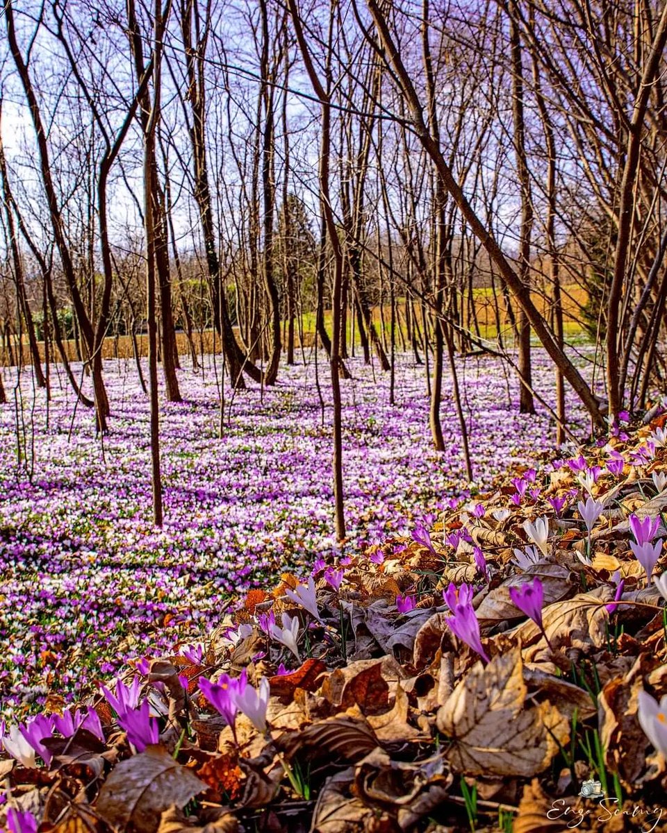 VisitFVG's tweet photo. Ogni fiore che sboccia ci ricorda che il mondo non è ancora stanco dei colori.🌼
(Fabrizio Caramagna)
📸Enzo Scamy - #Collalto
#FVglive #SportlandFVG #iosonofvg https://t.co/XkzgaXQNET