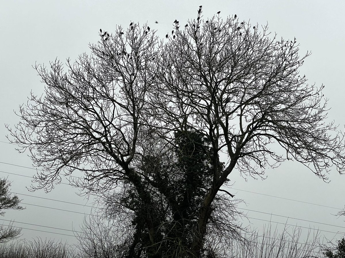 jsutt32's tweet image. My @_BTO @BTO_GBW count might be a bit one sided this week. Over 100 starlings in the tree. Bizarrely a very rare site in these rural parts of #worcestershire #birds #bird #rspb @Natures_Voice