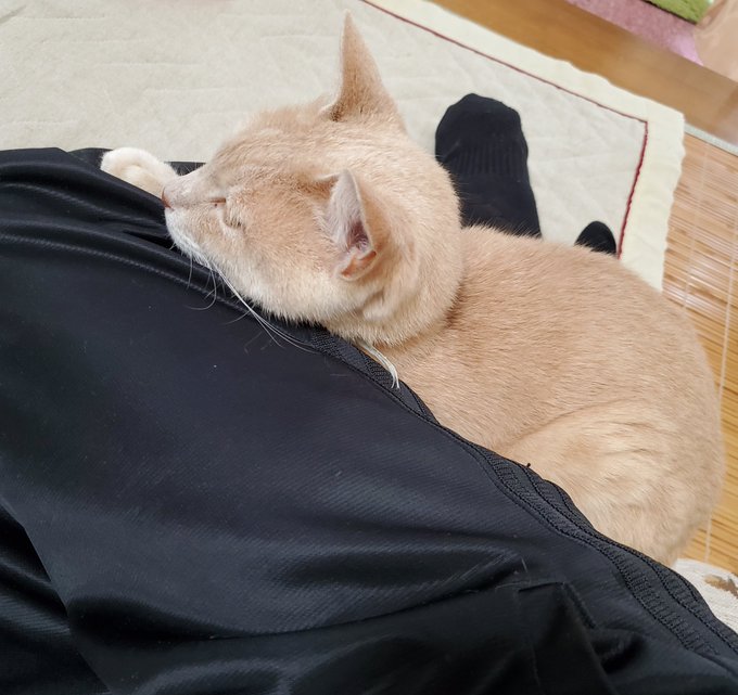 膝の裏で寝るネコ 