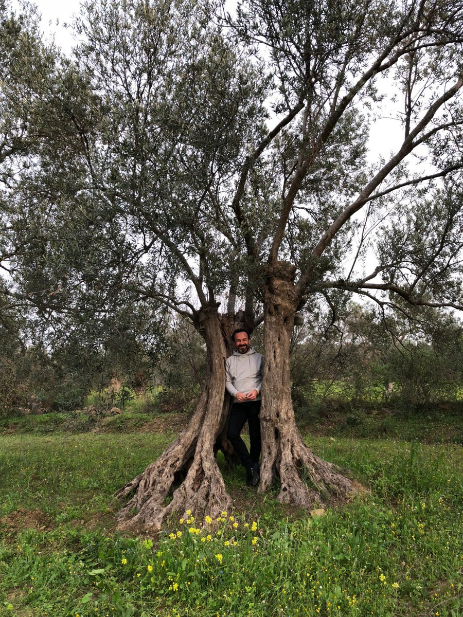 drumitaktas's tweet photo. Zeytin ağacı, tabiatın en büyük mucizelerinden bir tanesidir. Yüzlerce yıl yaşar. Her noktası şifa doludur. #zeytinağacıkutsaldır https://t.co/k7gWrBSGZe
