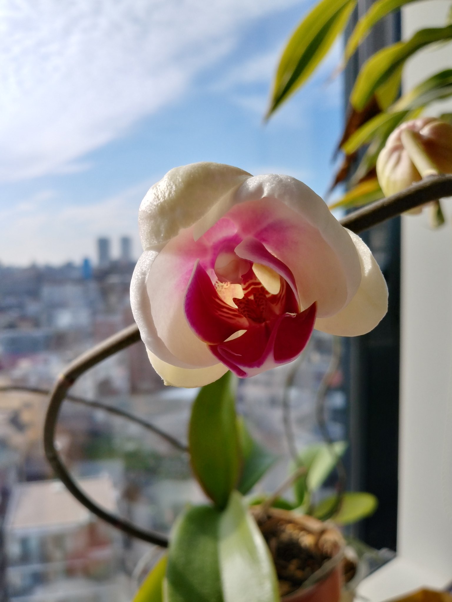 Nezu Usa 淳 Nezuusa1 Twitter