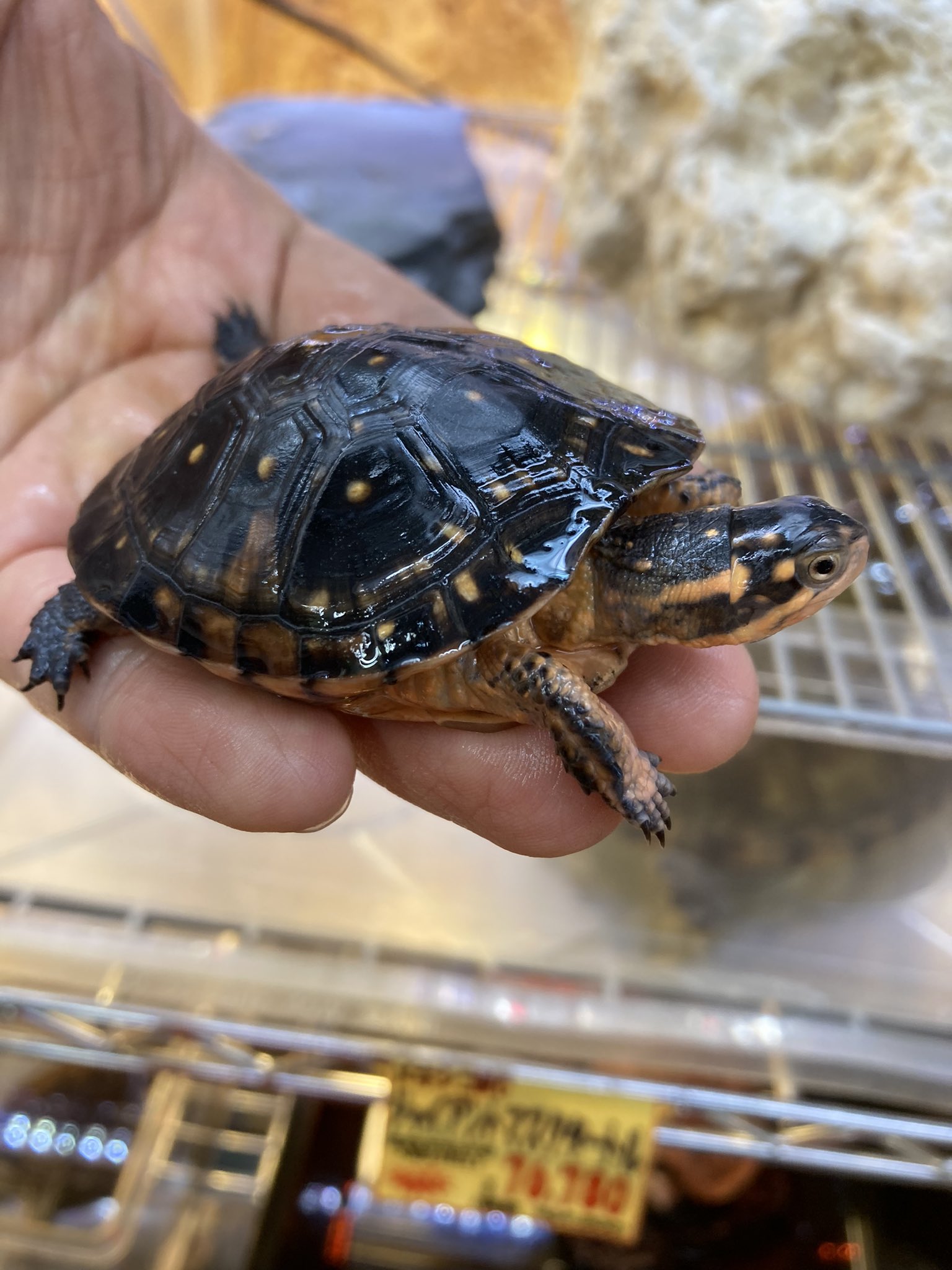 かねだい横浜店 Kanedaiyok Aqua Twitter
