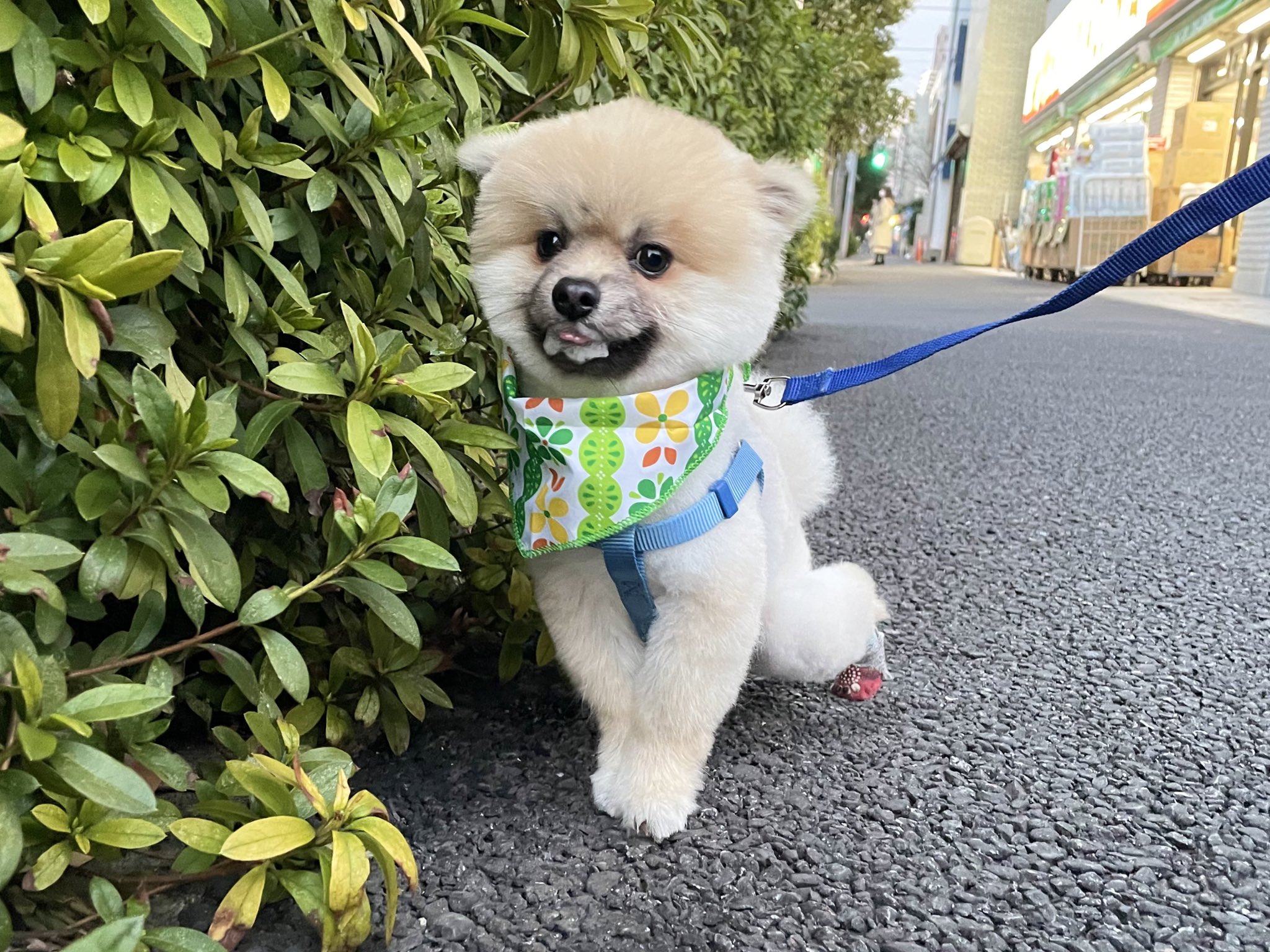 ポメラニアンのぽんず Ponzu Ponzu Dog Twitter