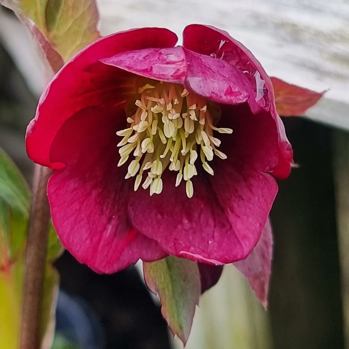 Our own grown hellebore in 2L pots add lovely early colour to your garden & they'll come back next year too. 🔍 Find us on the A149 near Stalham ☎️ Call us on 01692 580226 🖱 agmeale.co.uk #hellebores #helleboreseason #flowers #perennials #FloweringPerennial #garden