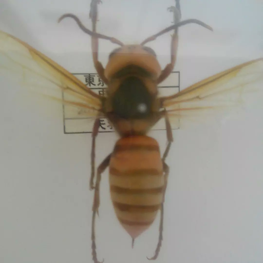 Oggy Hornet1006 Oggy1006 Twitter