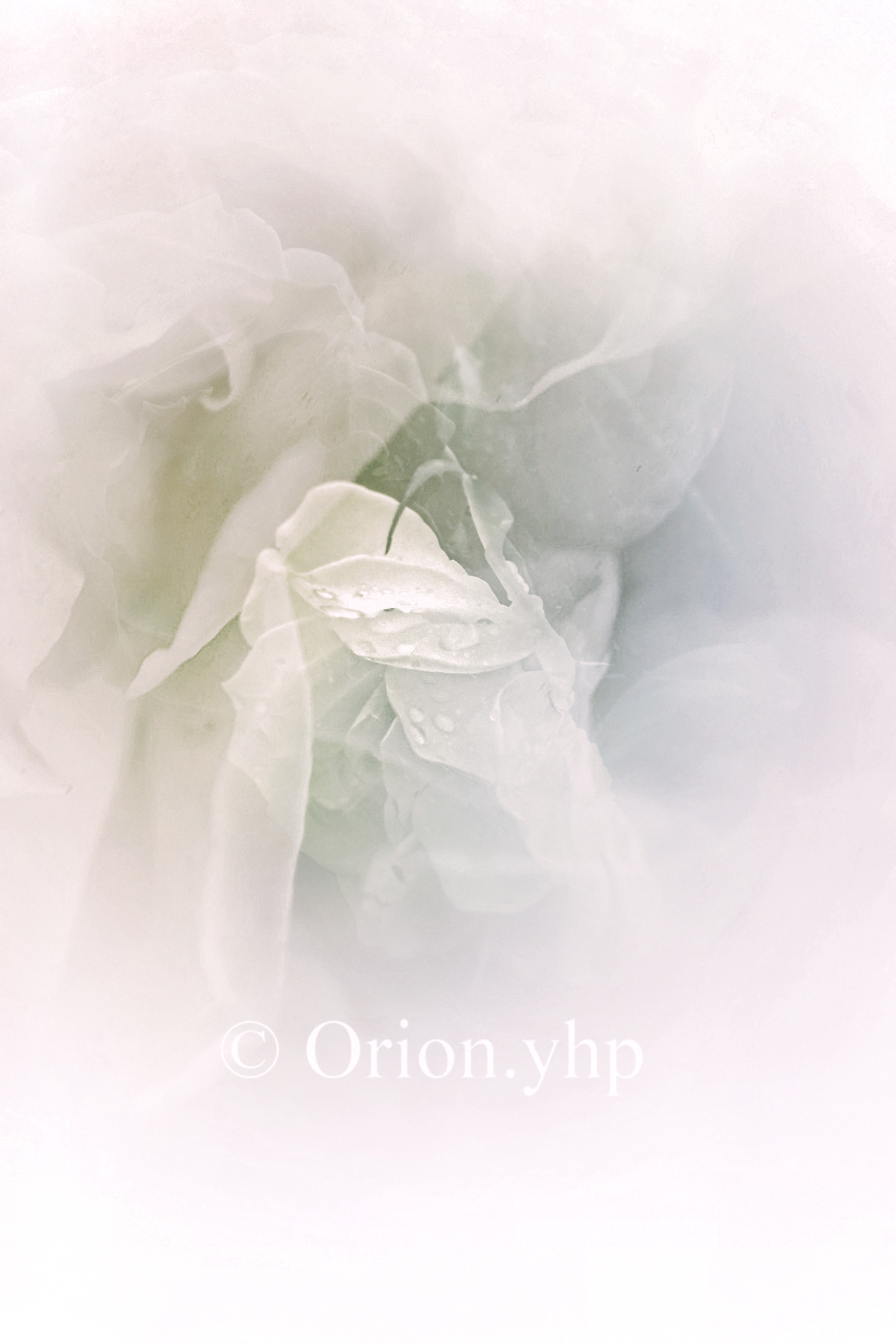 Orion Yhp Raindrops And Rose Petals No 3 薔薇 雨 ファインダー超しの私の世界 Rain Rose Petal Drop Photography C Orion Yhp T Co Tkwye7wrya Twitter