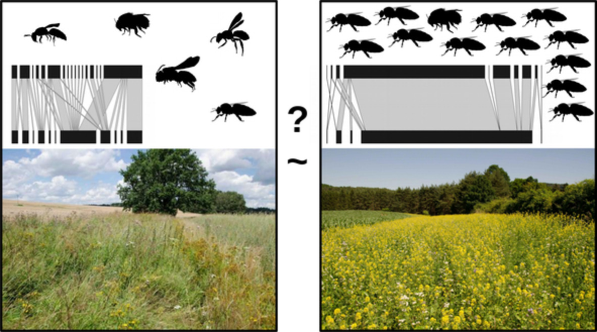 InsectDiversity's tweet photo. A comparison of wild bee communities in sown flower strips and semi-natural habitats: A pollination network approach
https://t.co/mltpOhJ8Kj
#entomology #insects #science #publication #coextinction #community ecology #ecology #Hymenoptera #pollination #solitarybees #wild #bees https://t.co/0YsngROHw0