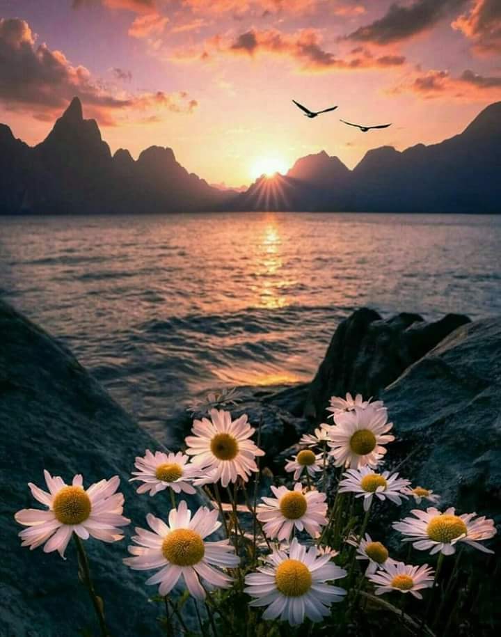 صباح الخير 🌸