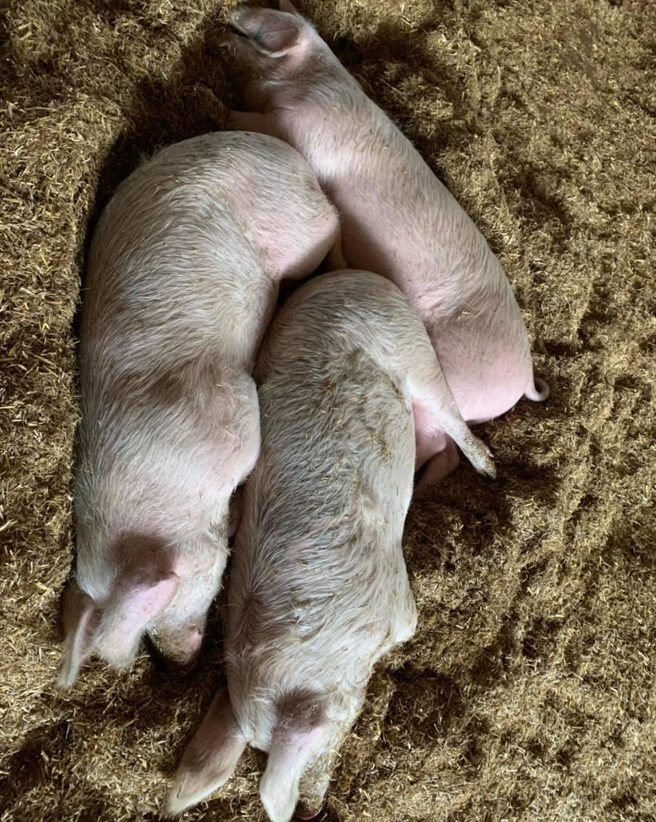 FootprintsAnim1's tweet photo. Ariel view of the boys napping… 🐽🐽🐽

Wiggle top right, Gilbert on the left and that’s Barry with his leg over his brothers 😅

#pigs #Vegan https://t.co/x0mNncaKPG