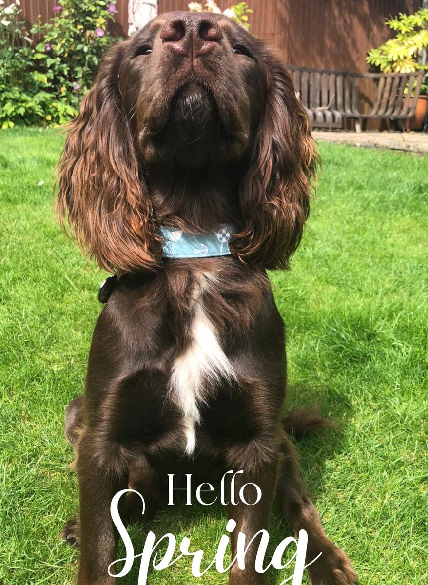 Hello #spring 
If you love our brand or are an adventurous uk doggo watch out on our Instagram as we are soon putting out a search for some new brand reps this spring 
#dogsoftwitter #SpringIsComing #ukdogs #adventuredog
