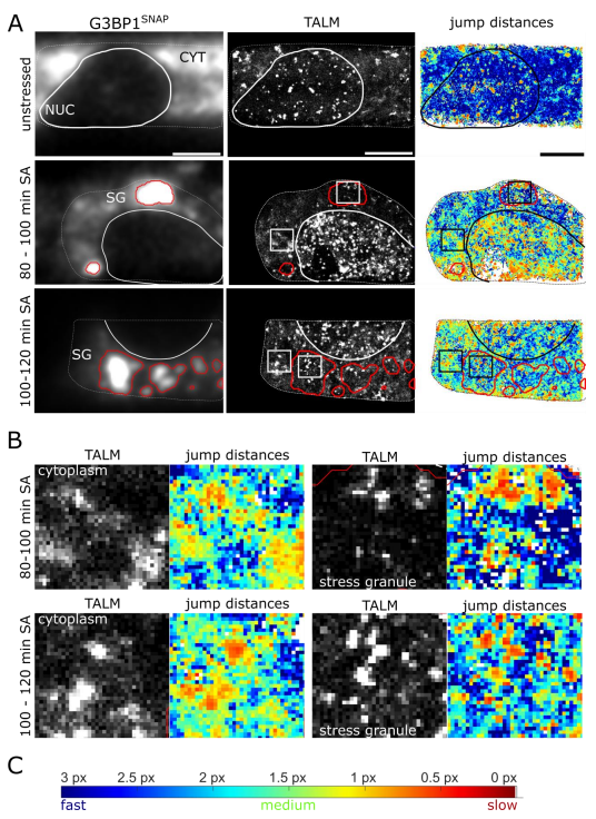 Michaelis_Lab's tweet photo. Single molecule tracking of TDP-43 reveals slow down of mobility in the cytoplasm and nucleus👇👇👇  @danzer_karin @GebhardtLab @BiophysicsUlm https://t.co/CPpufERKTO