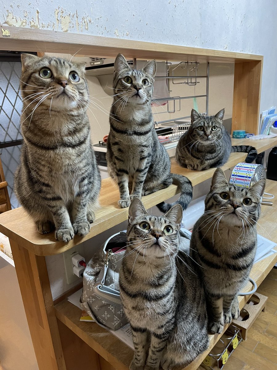 猫キッチンカウンター侵入防止棚の作り方は 100均グッズでのdiyもご紹介 Catハウス