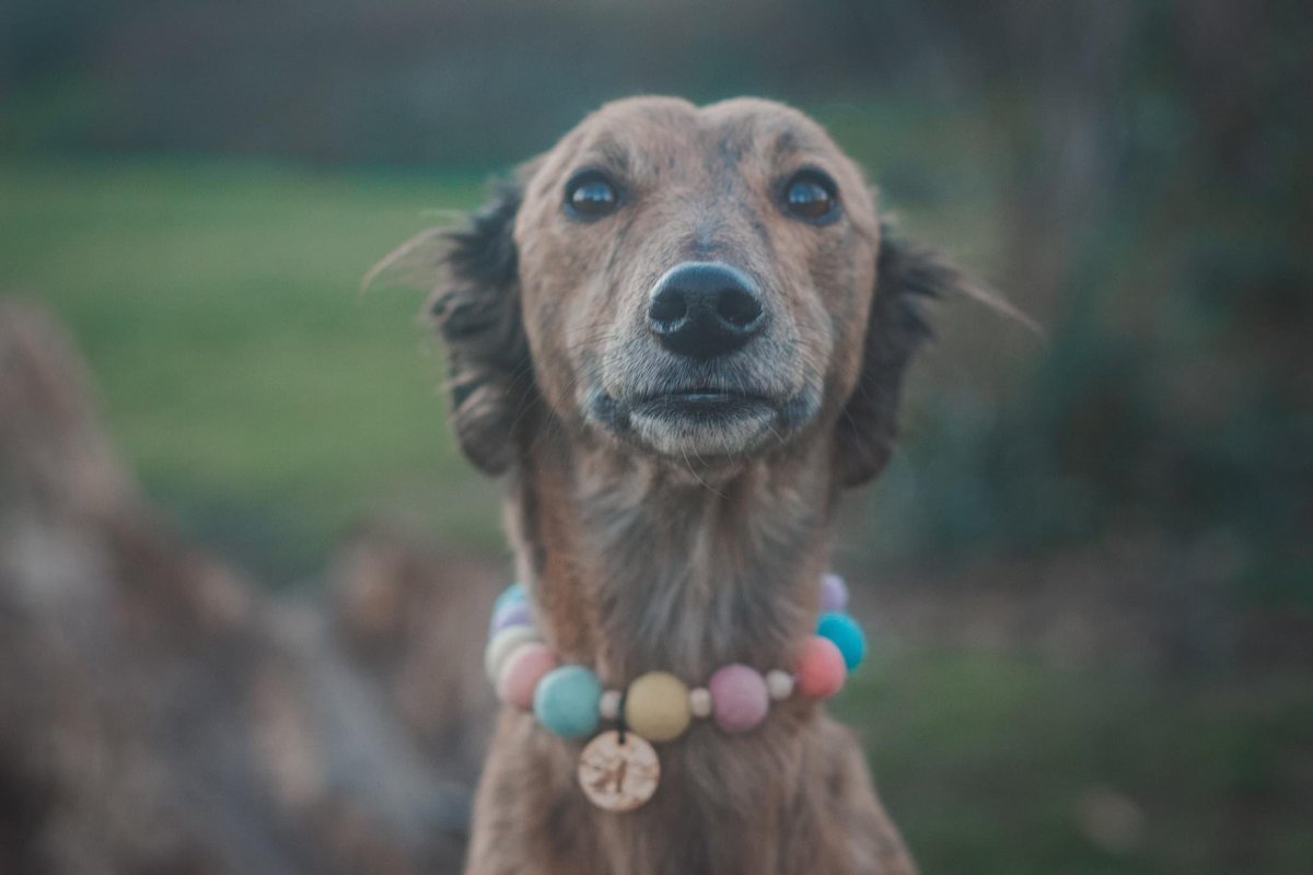 Good morning! 

#dogs #dog #dogoftheday #dogsoftwitter #twitterdogcommunity #morning