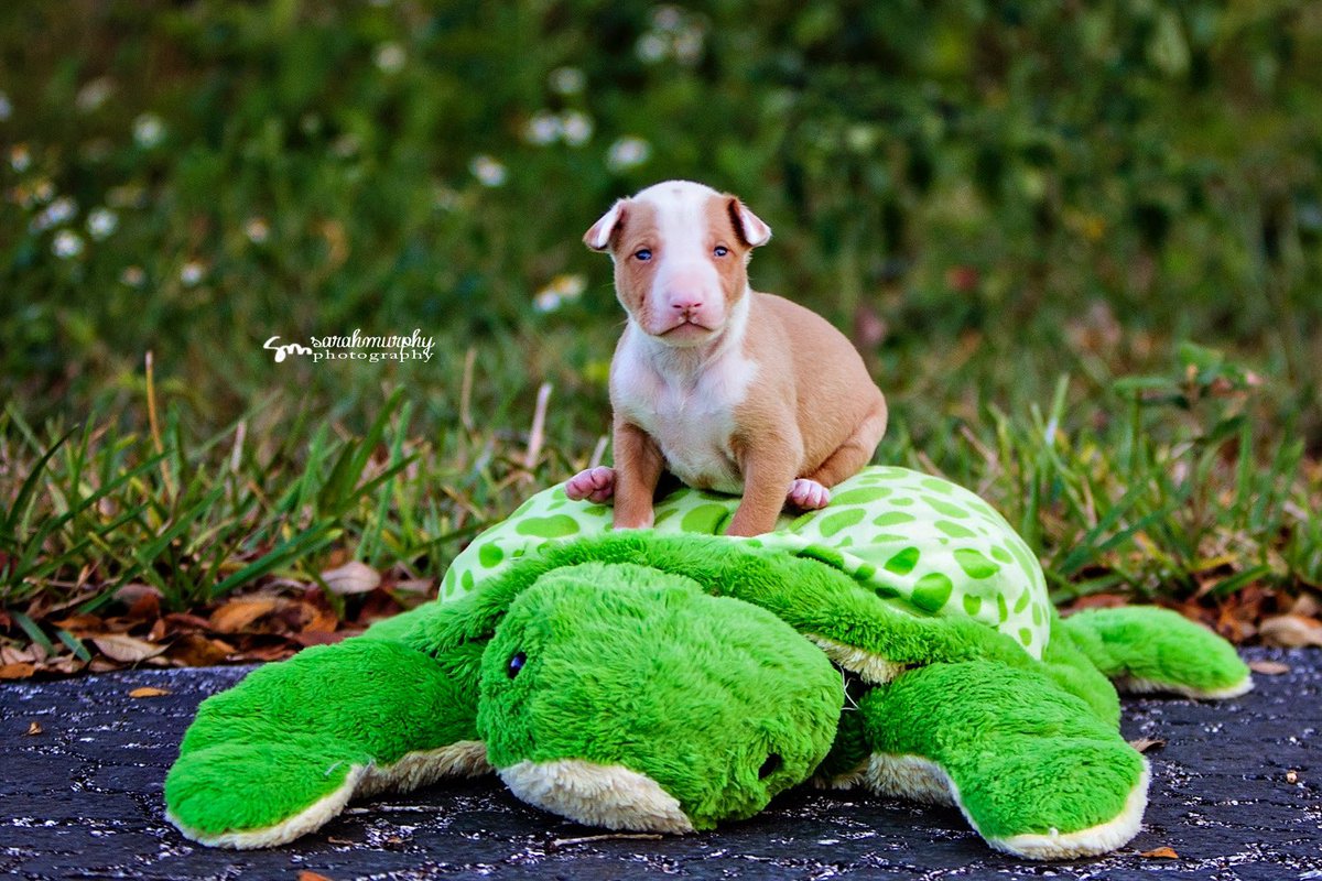 Chuck Bell tweet media