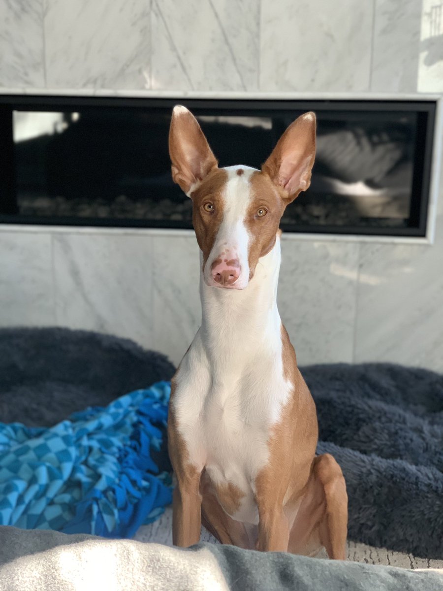 Chuck Bell tweet media