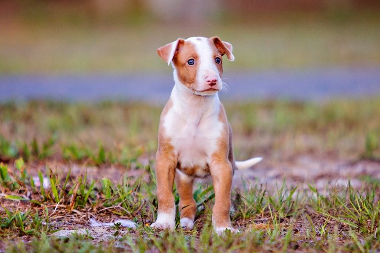 Chuck Bell tweet media