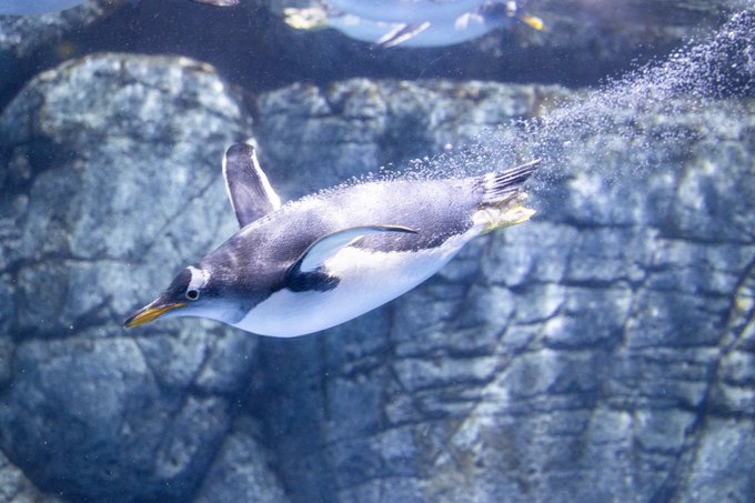 ペンギンのtwitterイラスト検索結果