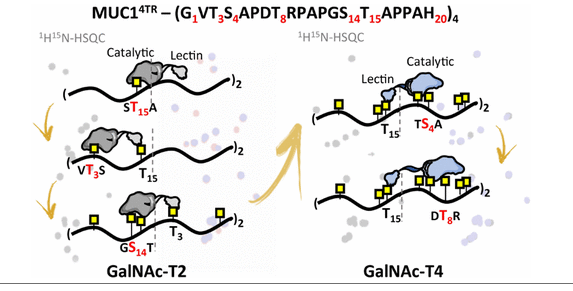 ARAID_ES's tweet photo. Ramón Hurtado @RamonHu08403543, ARAID en @unizar, ha publ con otrxs "Atomic &amp; Specificity Details of Mucin 1 O-Glycosylation Process by Multiple Polypeptide ... Isoforms Unveiled by NMR &amp; Molecular Modeling" Revelan 1⃣mecanismo gradual para cada isoforma
➡️https://t.co/RmJ5jQa7i0 https://t.co/ZqlYGMCWlJ