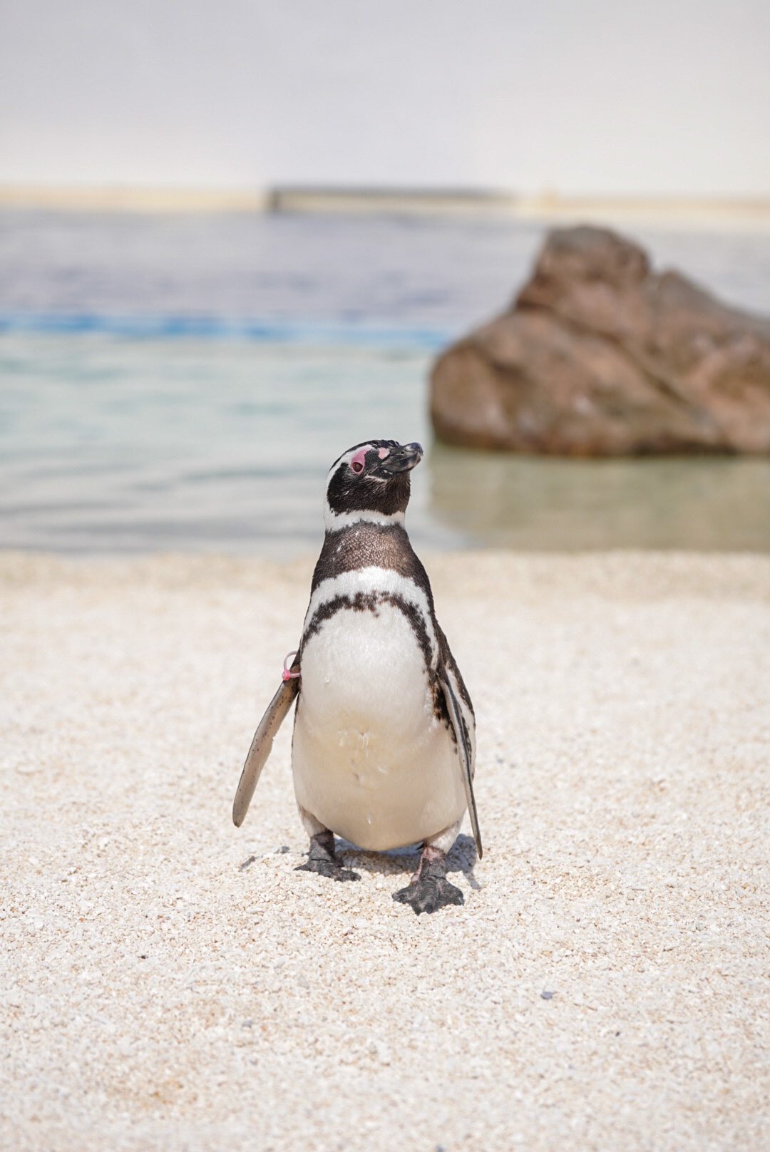 大分マリーンパレス水族館 うみたまご Umitamago Staff Twitter