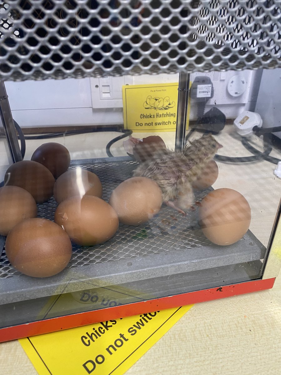Day 3:  We have our first chick!!  And signs of cracking in two others.  Amazing!  We are a bit emotional about it here! #newlife <a href="/Livingeggs/">Living Eggs</a>