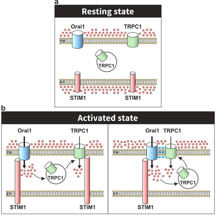 Cells_MDPI's tweet photo. "#TRPC Channels in the SOCE Scenario" from Lopez et al.
#cellsmdpi #cellbiology #TRPC1 #STIM1 #calciuminflux
Full text: https://t.co/5JBWWvUcFq https://t.co/Vo2u0hC91i