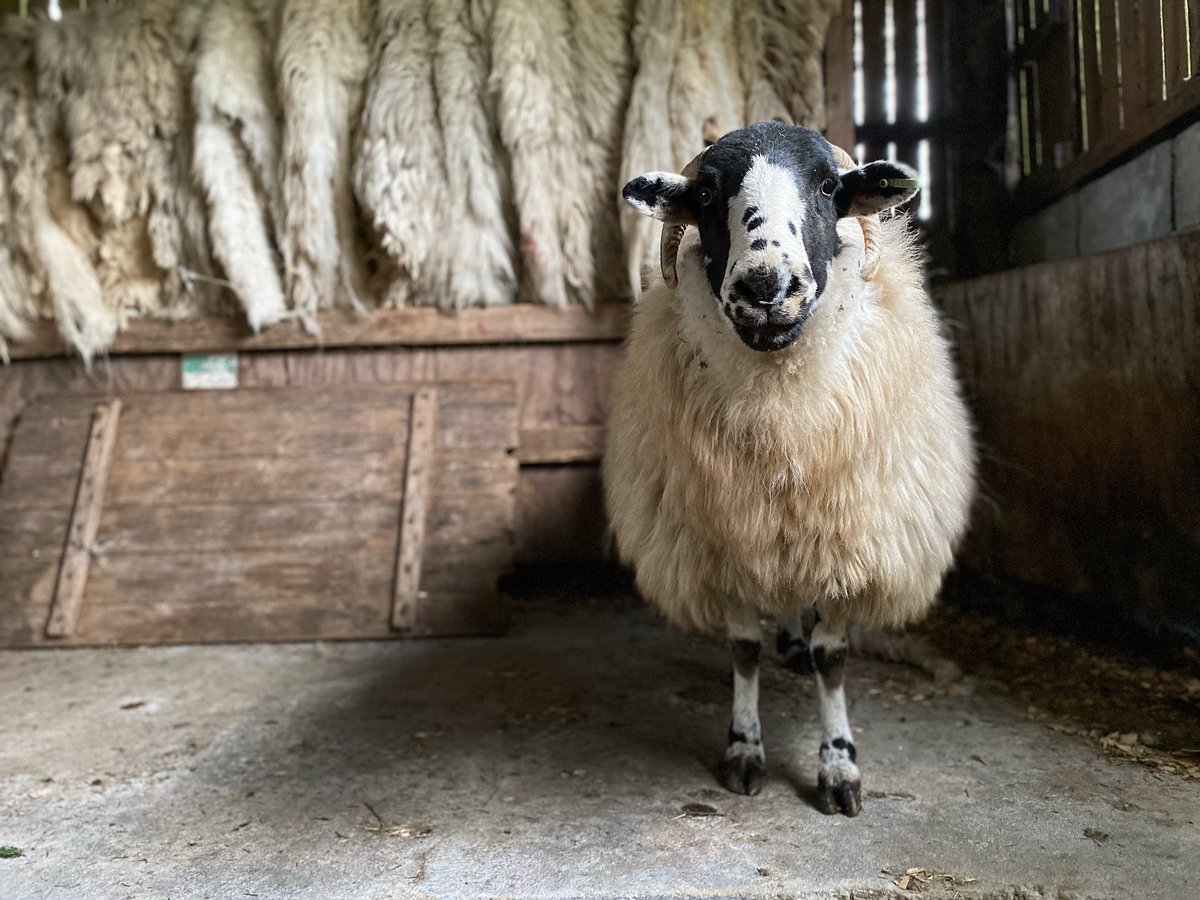 Violet …. A portrait .. #loveewe ❤️