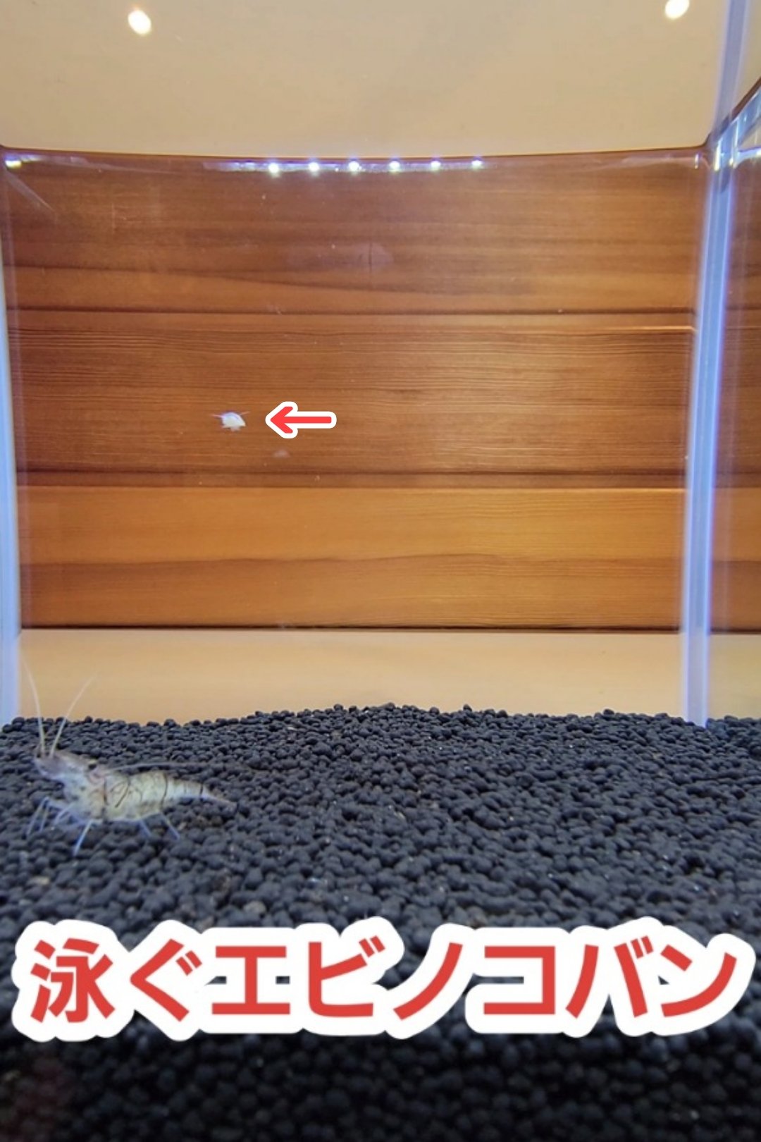 いきものおばかり Short動画upしましたー 寄生虫 エビノコバンの泳ぐ姿です 最後には華麗なバク転も披露してくれました 笑 何卒 T Co Muamvtonnt いきものおばかり エビノコバン 寄生虫 スジエビ ミナミヌマエビ ヤマトヌマエビ