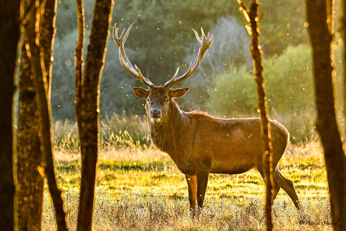 MyLoireValley's tweet image. Lorsque l'on se promène en Sologne, on peut y faire des rencontres aussi belles qu'inattendues 🦌
📷 Patrick Maurel Merci pour cette magnifique photo !
#ValdeLoire #sologne #nature